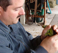 Jim working on big-nosed lizard- Jim is on the left