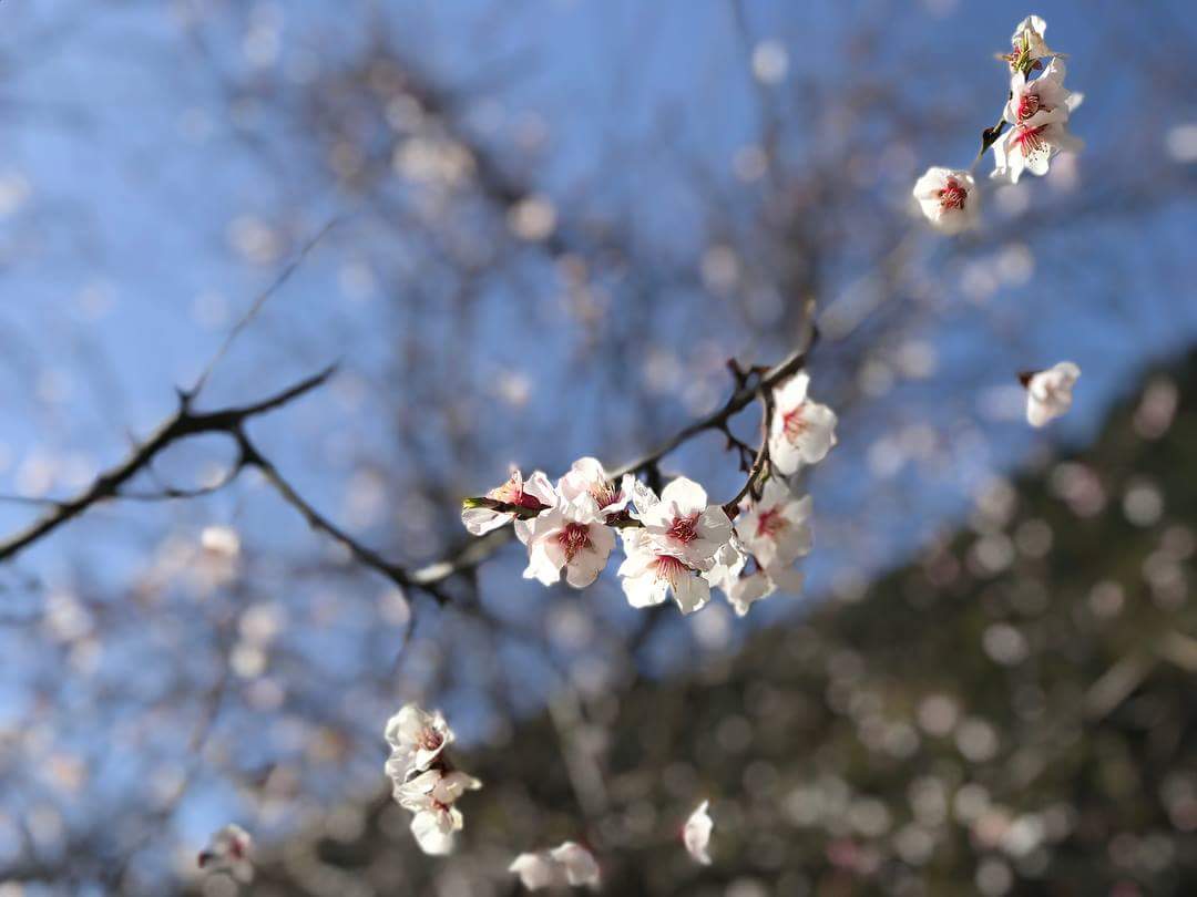 cherryblossom